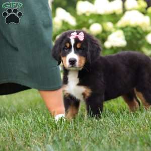 Marcy, Bernese Mountain Dog Puppy